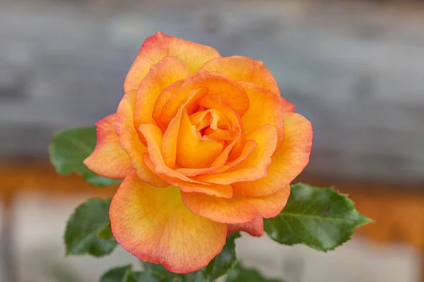 Piękna Róża Ogrodzie Bliska — Zdjęcie stockowe