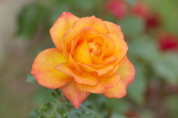Beautiful Rose Garden Close — Stock Photo, Image