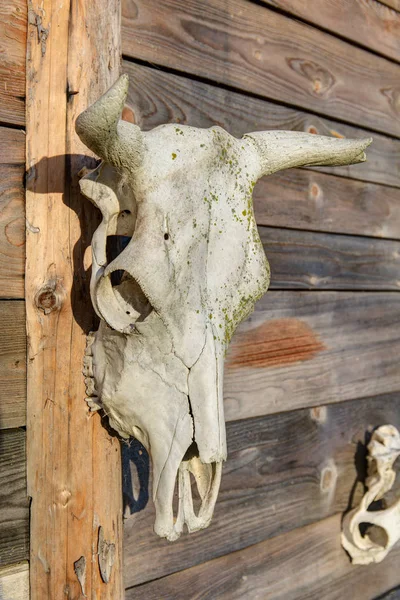 Cráneo Animal Con Cuernos Una Pared Madera — Foto de Stock