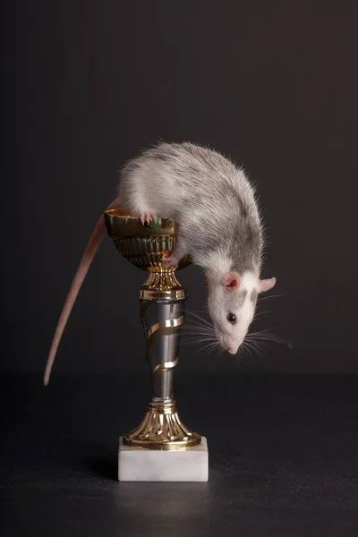 Nieuwsgierig Binnenlandse Rat Een Gouden Beker — Stockfoto