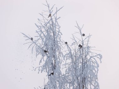 kuşlar sürüsü içinde kış ağaç dalları üzerinde