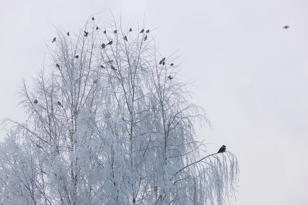 Bandada Aves Las Ramas Árbol Invierno — Foto de Stock