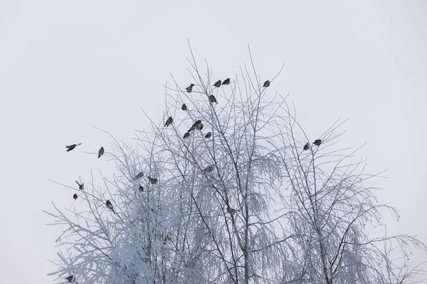 冬天树树枝上的鸟儿群 — 图库照片