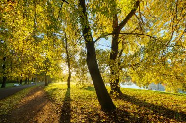 bir güneşli sabah sonbahar park peyzaj