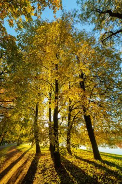 bir güneşli sabah sonbahar park peyzaj