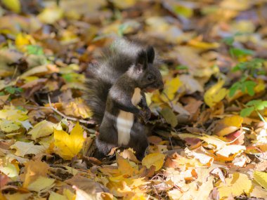 sonbaharda siyah sincap