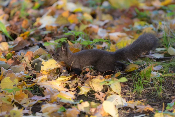 Schwarzes Eichhörnchen Auf Herbstblättern Park — Stockfoto
