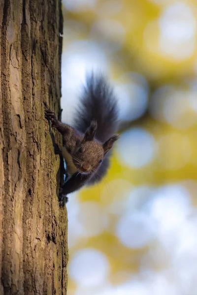 Curious Black Squirrel Tree Autumn — Stock Photo, Image