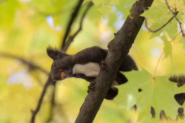 Écureuil Noir Avec Une Noix Sur Arbre — Photo