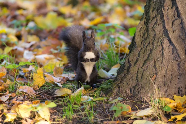 Eichhörnchen Unter Einem Baum Auf Herbstblättern — Stockfoto