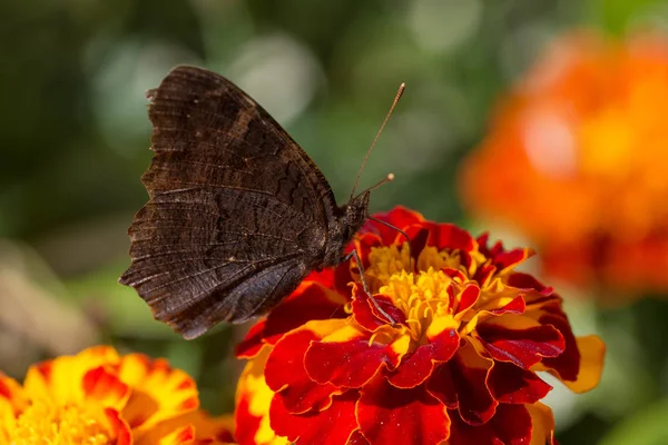 Butterfly Sits Marigold Flower Close — Stock Photo, Image