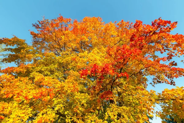 Follaje Arce Colorido Día Soleado Otoño —  Fotos de Stock