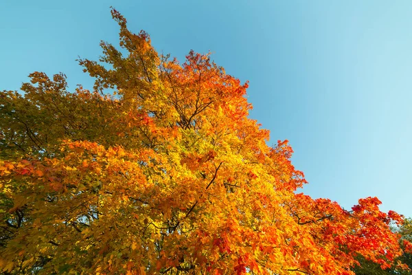 Heldere Esdoorn Gebladerte Een Zonnige Herfstdag — Stockfoto