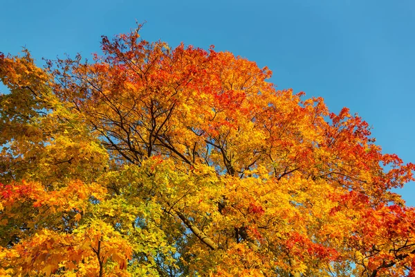 秋の晴れた日に色鮮やかなカエデの葉 — ストック写真