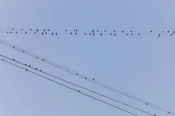 Стая Птиц Проводах Зимой — стоковое фото