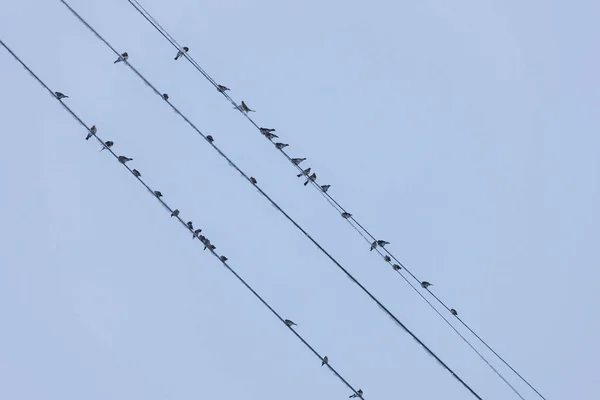 Vogelschwarm Den Drähten Kalten Winter — Stockfoto