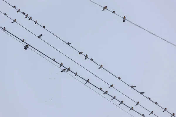 Flock Fåglar Trådarna Kall Vinter — Stockfoto