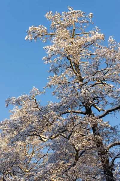 Bäume Mit Schnee Einem Kalten Sonnigen Wintertag — Stockfoto