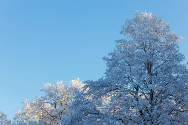 寒冷阳光明媚的冬日里有雪的树 — 图库照片