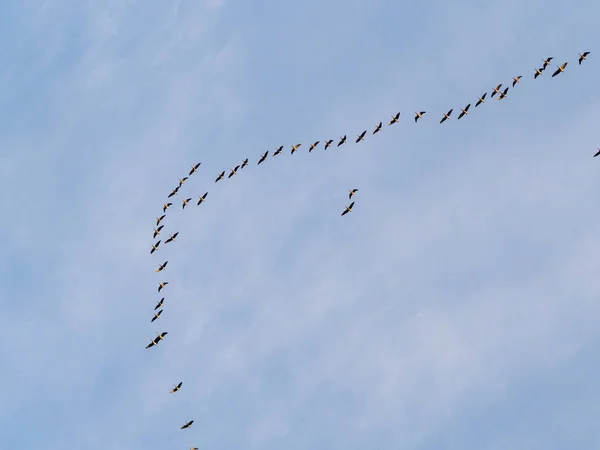 Bandada Gansos Vuelo Contra Cielo —  Fotos de Stock