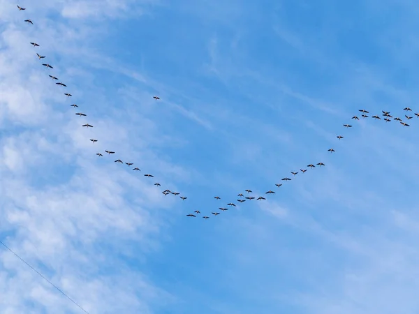 Gänseschwarm Flug Gegen Den Himmel — Stockfoto