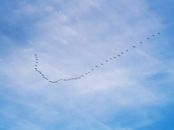 Flock Gäss Flykt Mot Himlen — Stockfoto