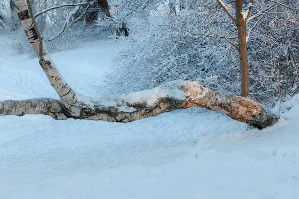 Paysage Dans Parc Sur Hiver Froid — Photo