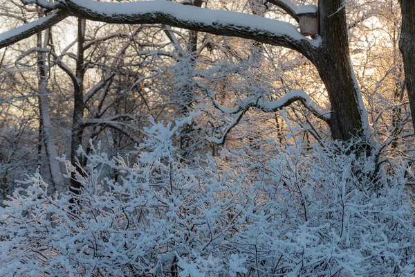 Paysage Dans Parc Sur Hiver Froid — Photo