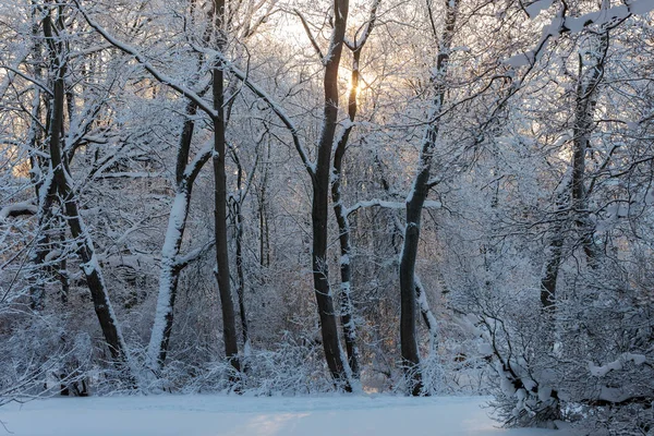 Soleggiata Giornata Fredda Parco Invernale Innevato — Foto Stock