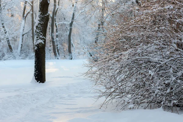 Ηλιόλουστη Μέρα Κρύο Ένα Χιονισμένο Πάρκο Χειμώνα — Φωτογραφία Αρχείου