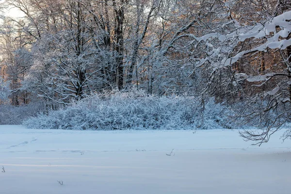 Journée Froide Ensoleillée Dans Parc Hiver Enneigé — Photo