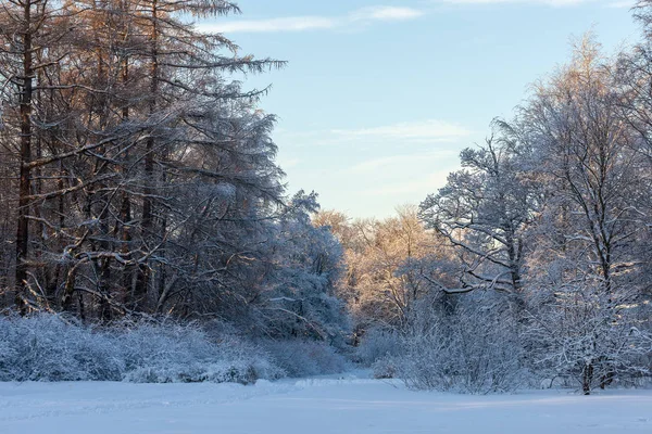 Sunny Cold Day Snowy Winter Park — Stock Photo, Image