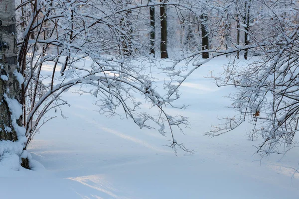 Słoneczny Dzień Zimno Snowy Winter Park — Zdjęcie stockowe
