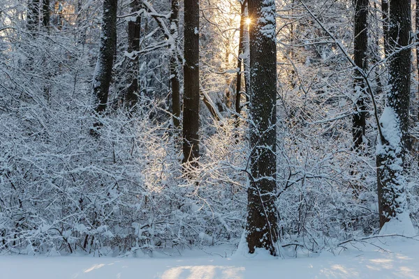 Солнечный Холодный День Снежном Зимнем Парке — стоковое фото