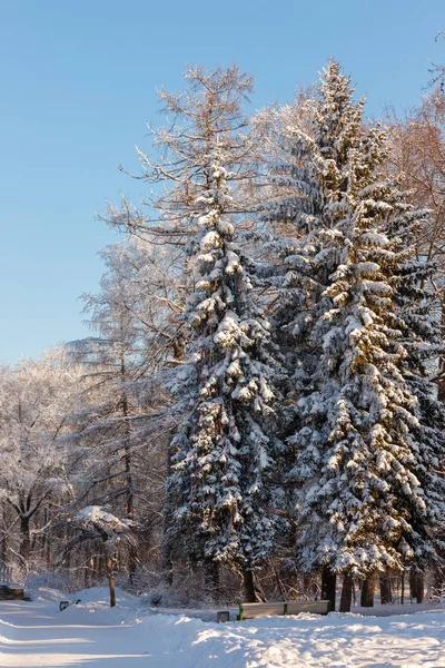 雪に覆われた冬の公園で晴れた寒い日 — ストック写真