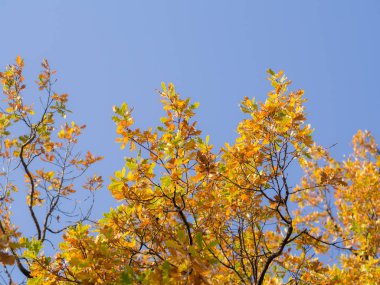 mavi bir gökyüzü karşı sonbaharda sarı meşe yaprakları