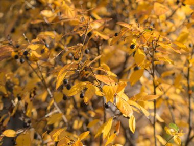 Sarı yapraklar ve sonbaharda chokeberry siyah meyveler