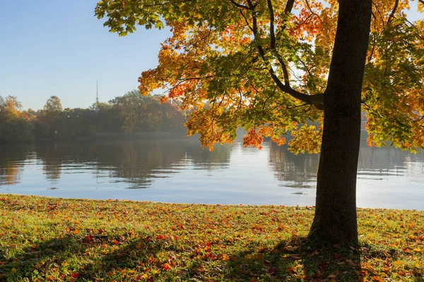 河边的秋枫景观 — 图库照片