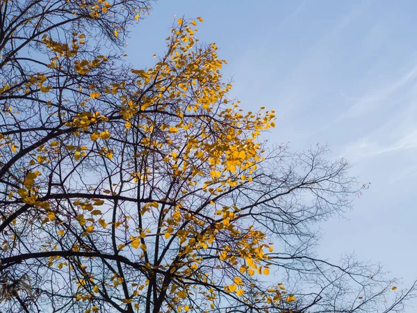 Gałęzie Drzewa Ostatniego Żółty Liść — Zdjęcie stockowe