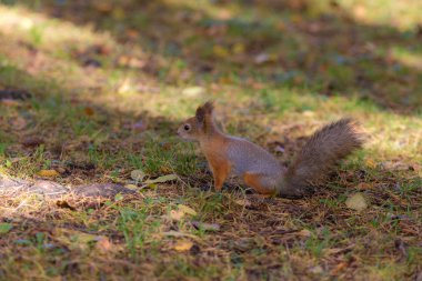 Sonbahar Park çimenlerin üzerinde sincap