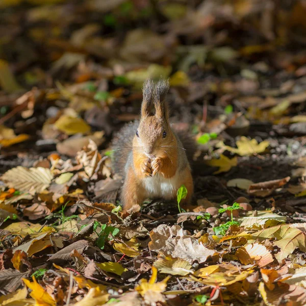 Eichhörnchen Herbstpark Mit Abgefallenen Blättern — Stockfoto