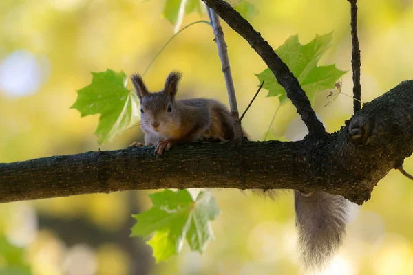 Bir Sincap Bir Ağaç Dalı Güz Portresi — Stok fotoğraf