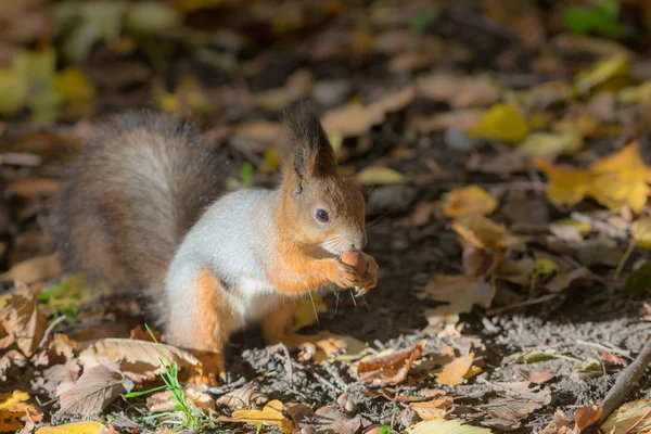 Eekhoorn Met Een Moer Een Herfst Park — Stockfoto