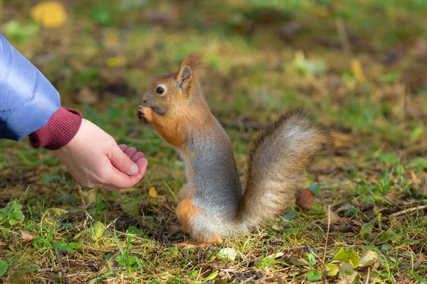 Eekhoorn Eet Voedsel Vanuit Palm Van Een Vrouw — Stockfoto