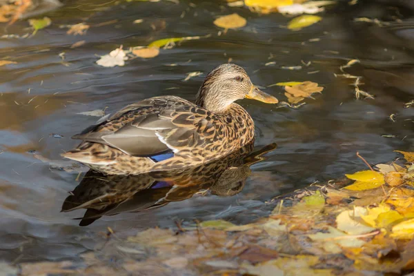 Pato Nadando Água Com Folhas Outono Caídas — Fotografia de Stock