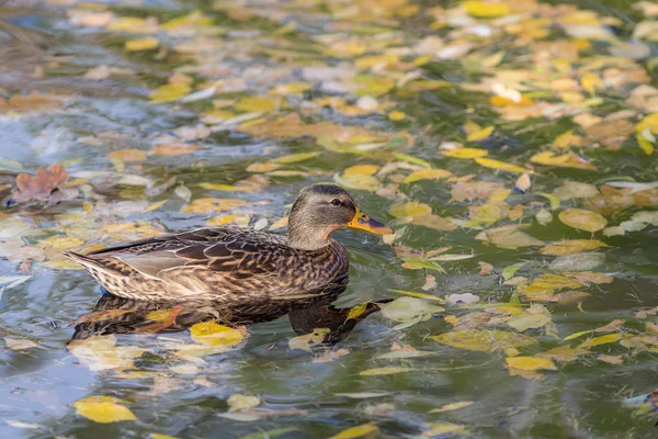 Anatra Nuotatrice Acqua Autunnale Con Foglie Cadute — Foto Stock