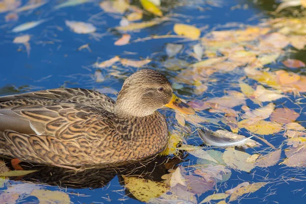 Yüzme Ördek Sonbahar Suda Islatın Düşen Yapraklar — Stok fotoğraf