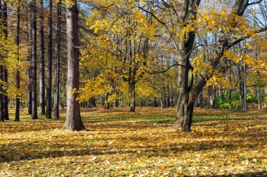 Sarı yapraklar ile Sonbahar Park Peyzaj