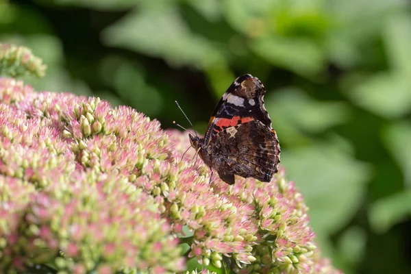 Butterfly Sitting Stonecrop Flowers Garden — Stock Photo, Image