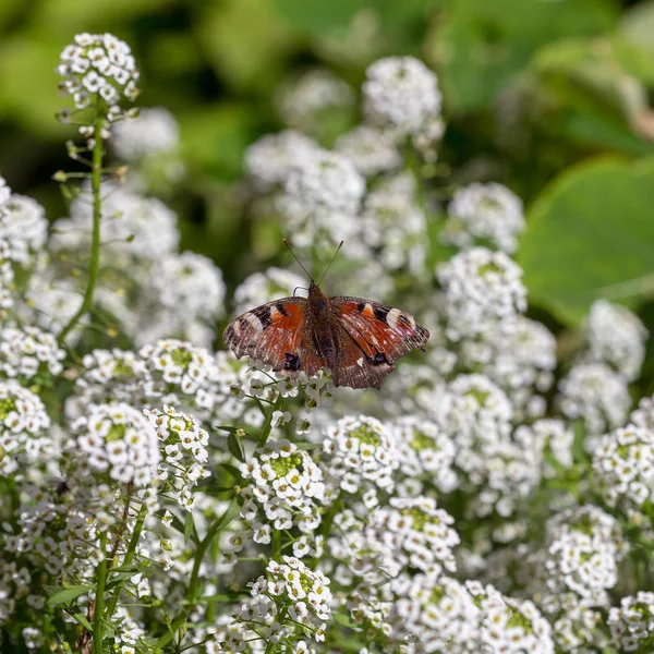 Papillon Sur Les Fleurs Blanches Dans Jardin — Photo